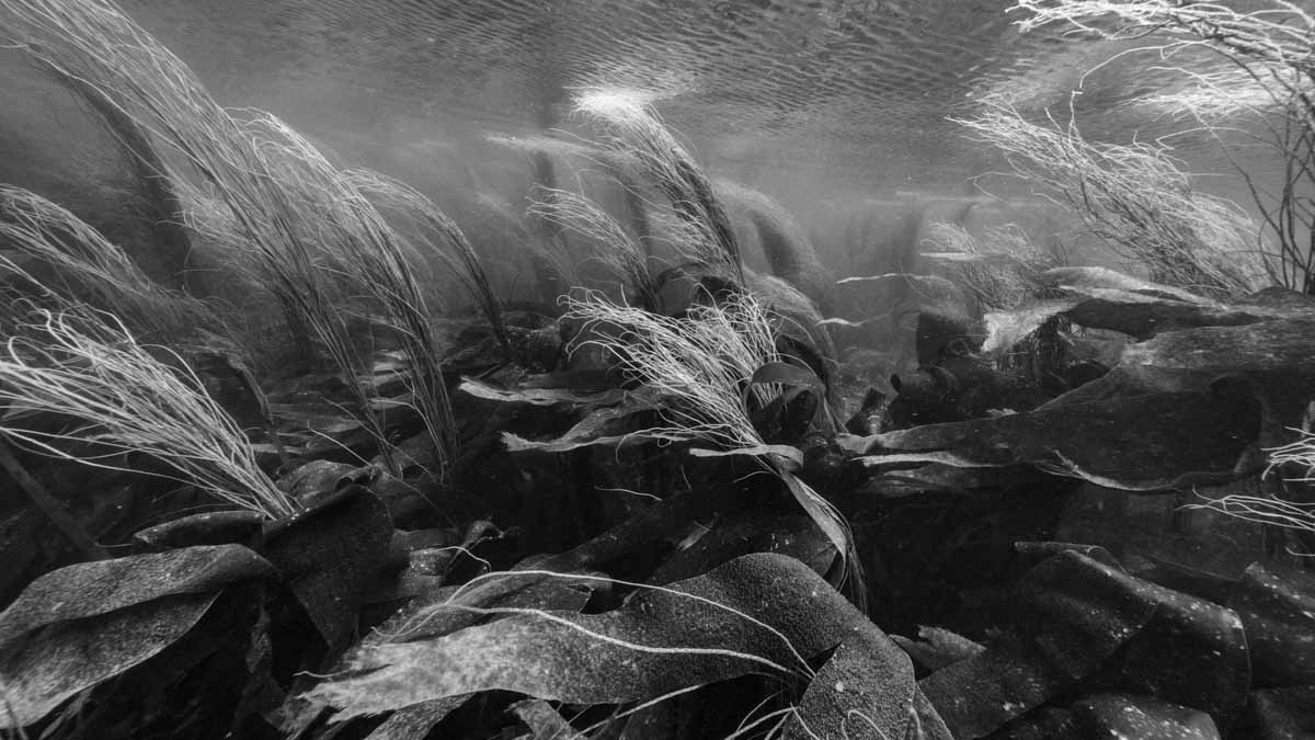 image from Nicolas Floc’h les nouveaux paysages aquatiques