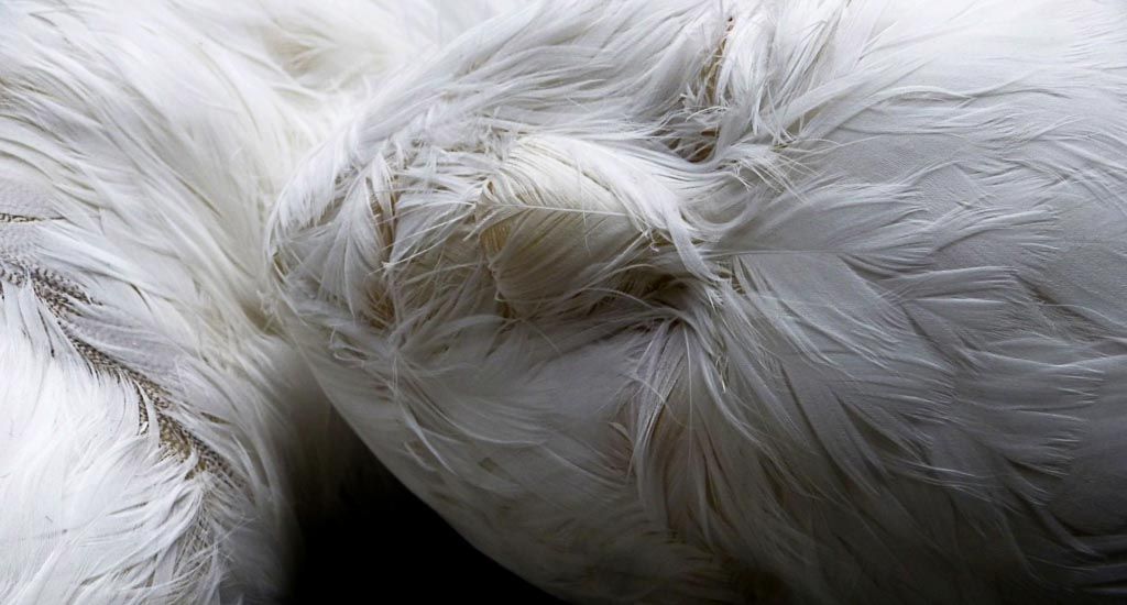 image from Lucy Glendinning Feather Childs