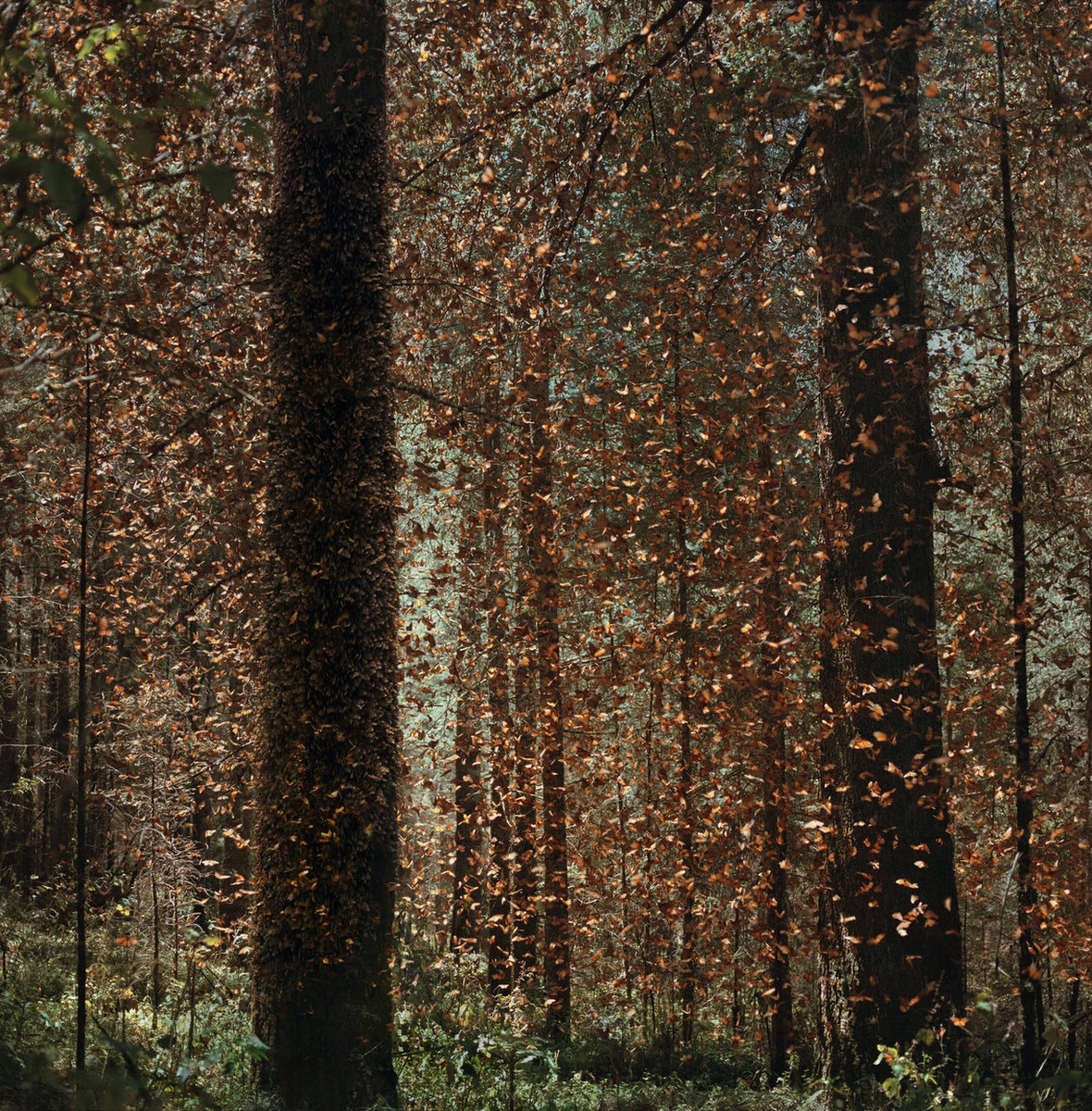 Desiree Dolron Uncertain (TX)