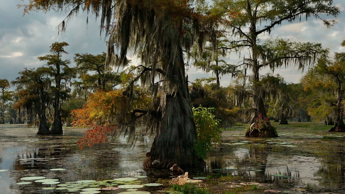 Desiree Dolron Uncertain (TX)