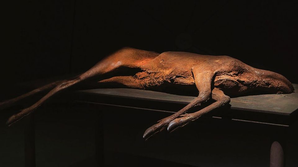 image from Berlinde de Bruyckere, sculpture de l’angoisse